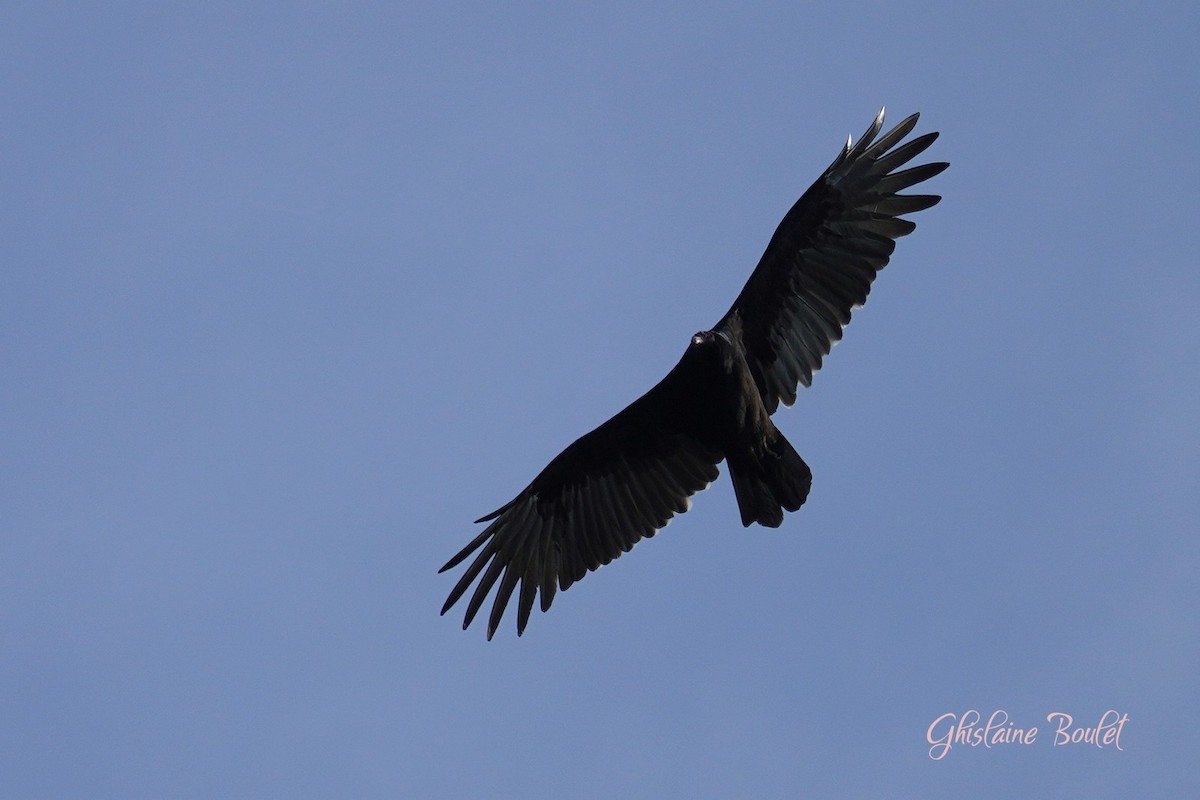 Turkey Vulture - ML623853875