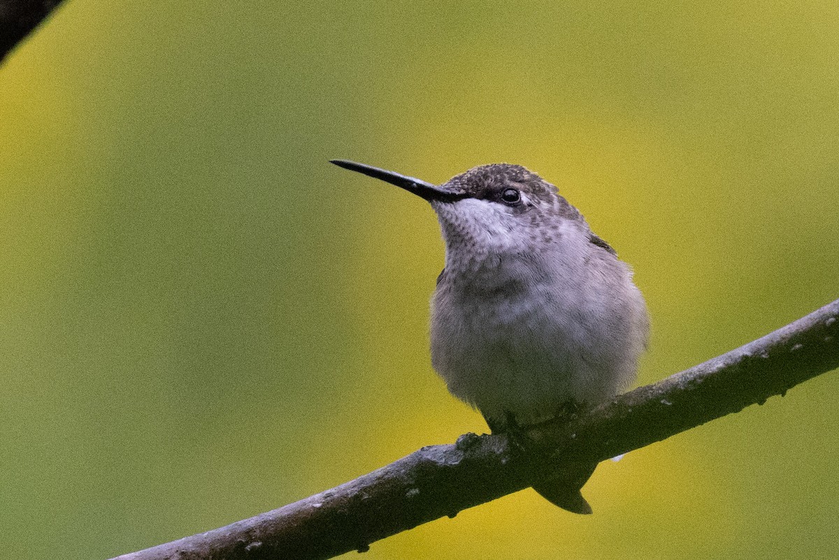 Ruby-throated Hummingbird - ML623853886