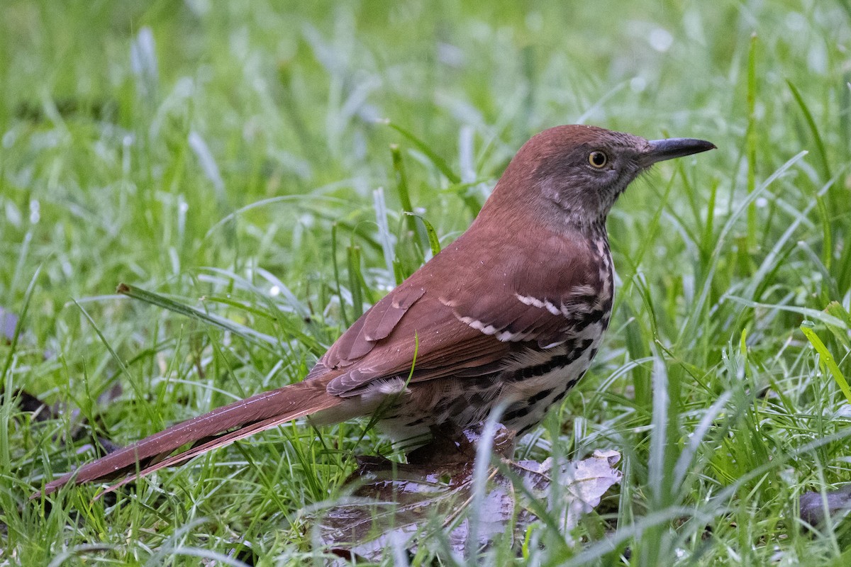 Brown Thrasher - ML623853890