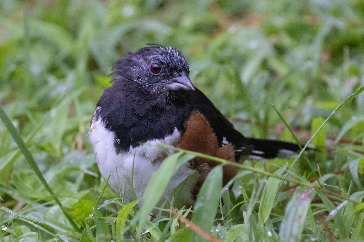 Eastern Towhee - ML623853896