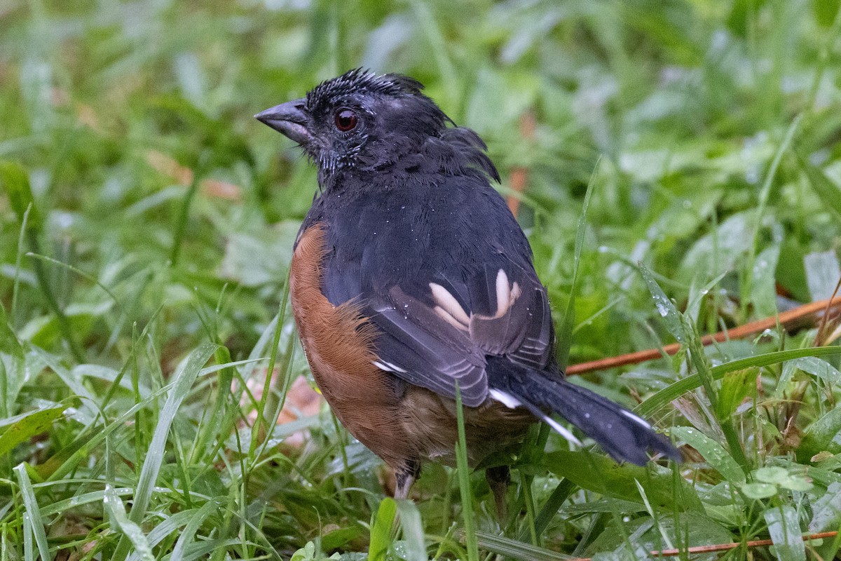 Eastern Towhee - ML623853897