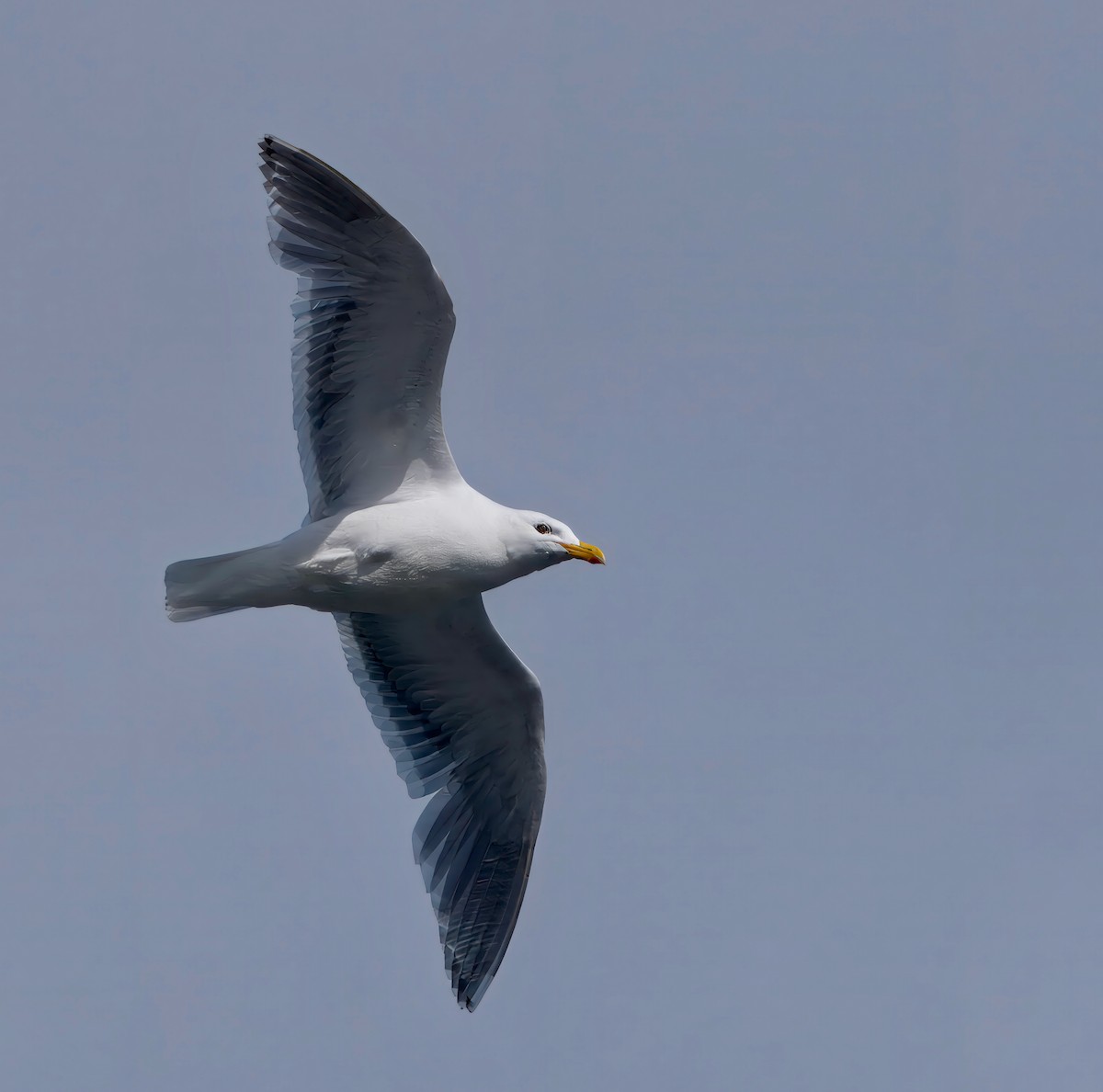 Glaucous-winged Gull - ML623853900