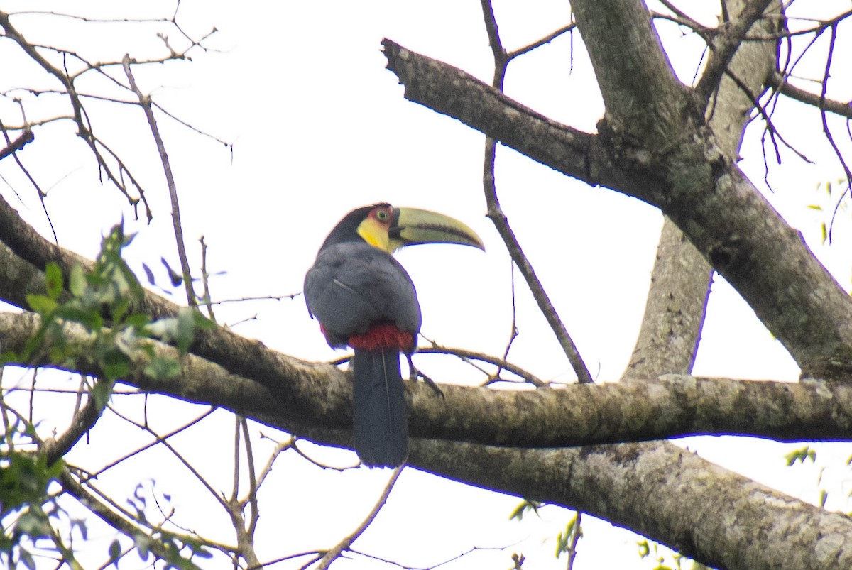 Toucan à ventre rouge - ML623853903