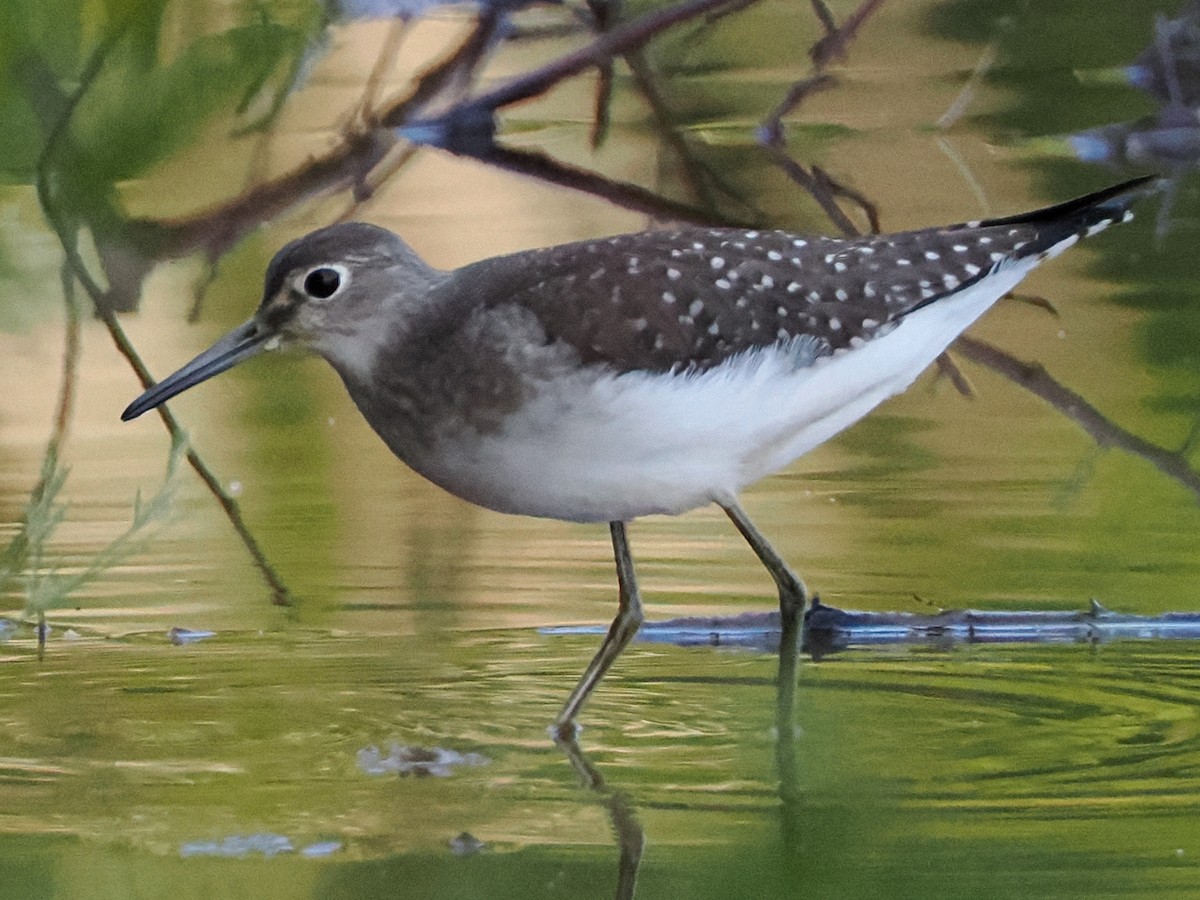 Solitary Sandpiper - Nora E Hanke