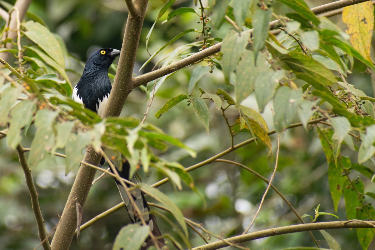 Magpie Tanager - ML623853920