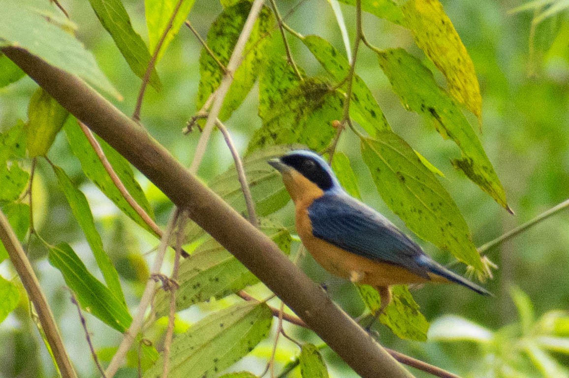 Fawn-breasted Tanager - Leandro Bareiro Guiñazú