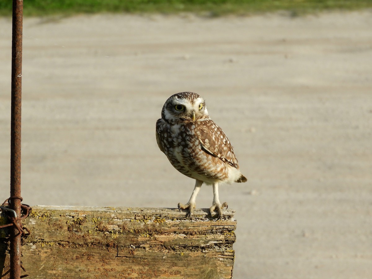 Burrowing Owl - ML623853932