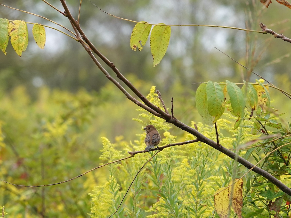 Indigo Bunting - ML623853961