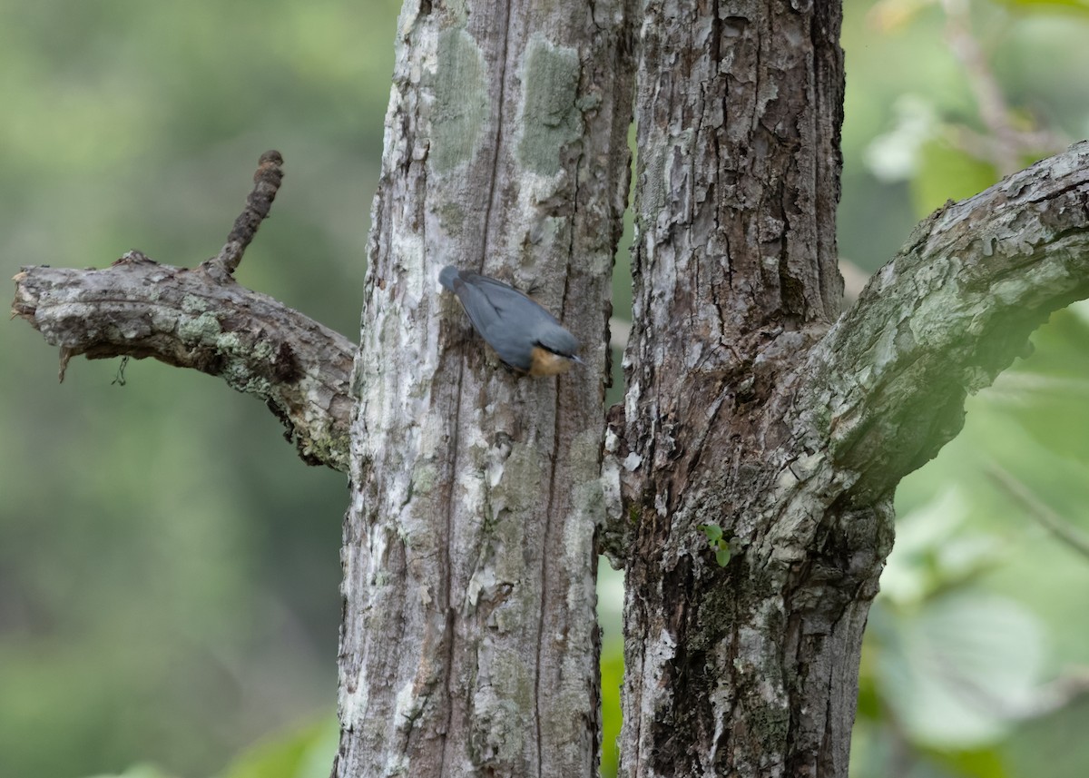 Burmese Nuthatch - ML623853962