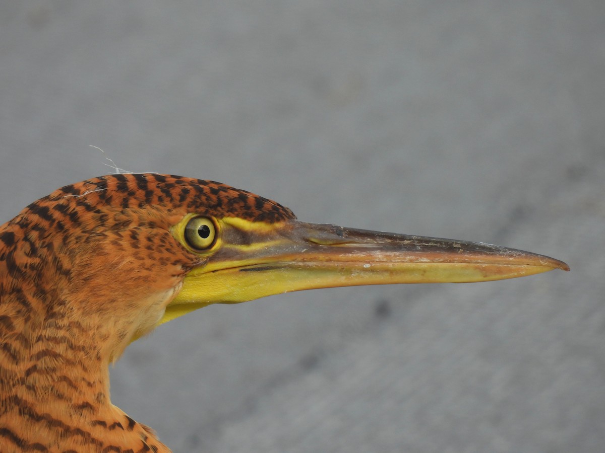 Bare-throated Tiger-Heron - Daniel Martínez