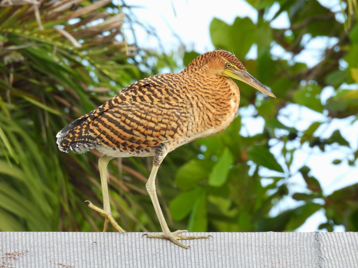 Bare-throated Tiger-Heron - ML623853973