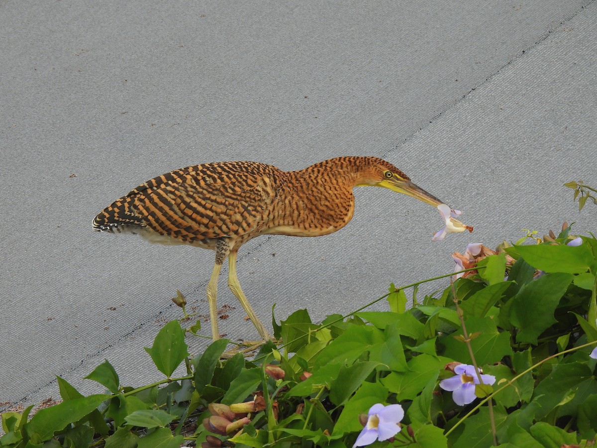 Bare-throated Tiger-Heron - ML623853974