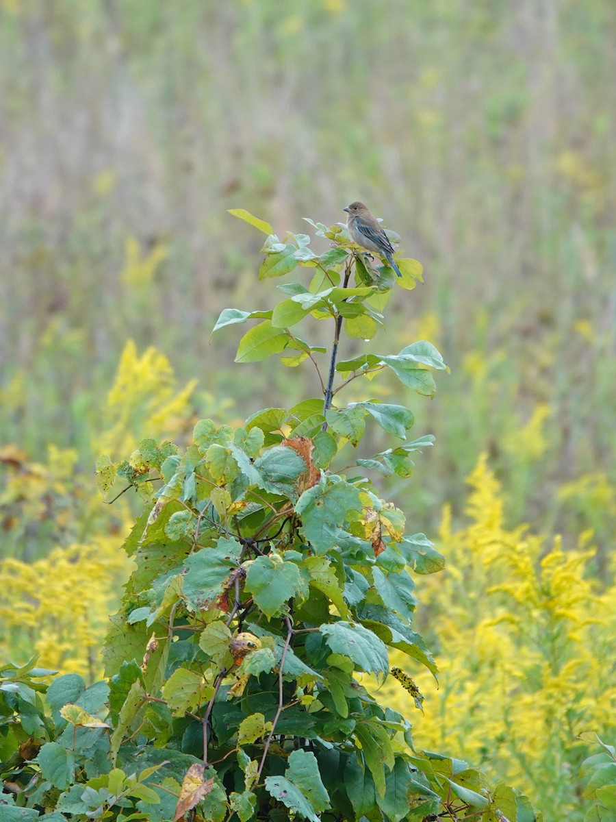 Indigo Bunting - ML623853987