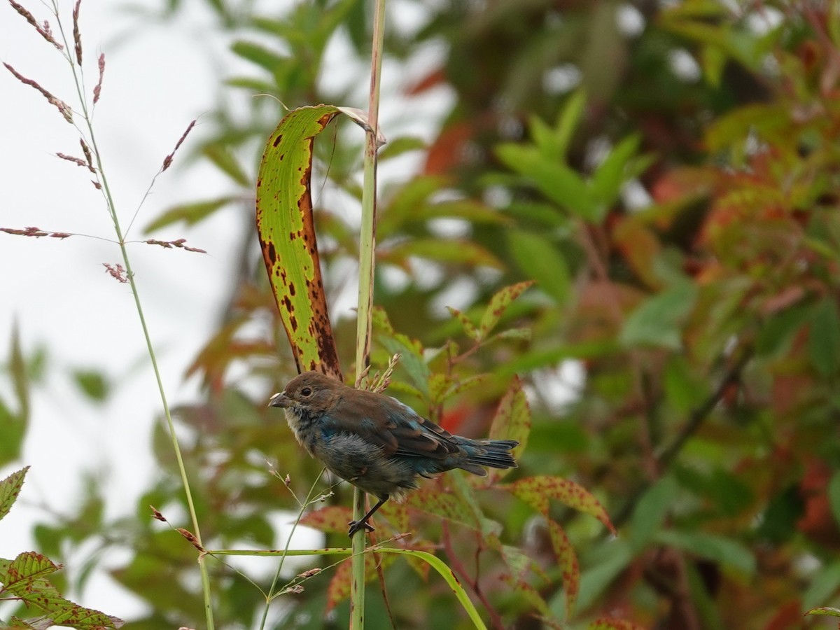 Indigo Bunting - ML623853992