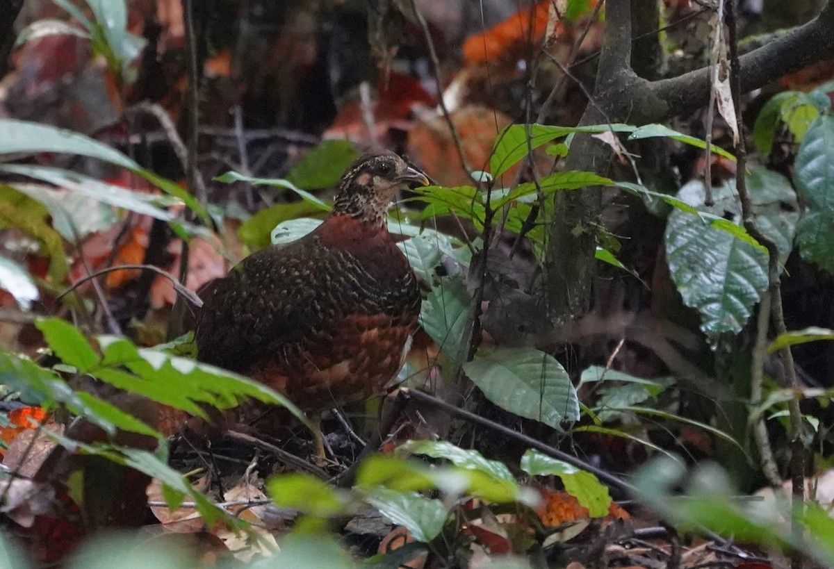 Sabah Partridge - ML623853993