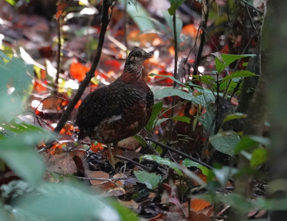 Sabah Partridge - ML623853994