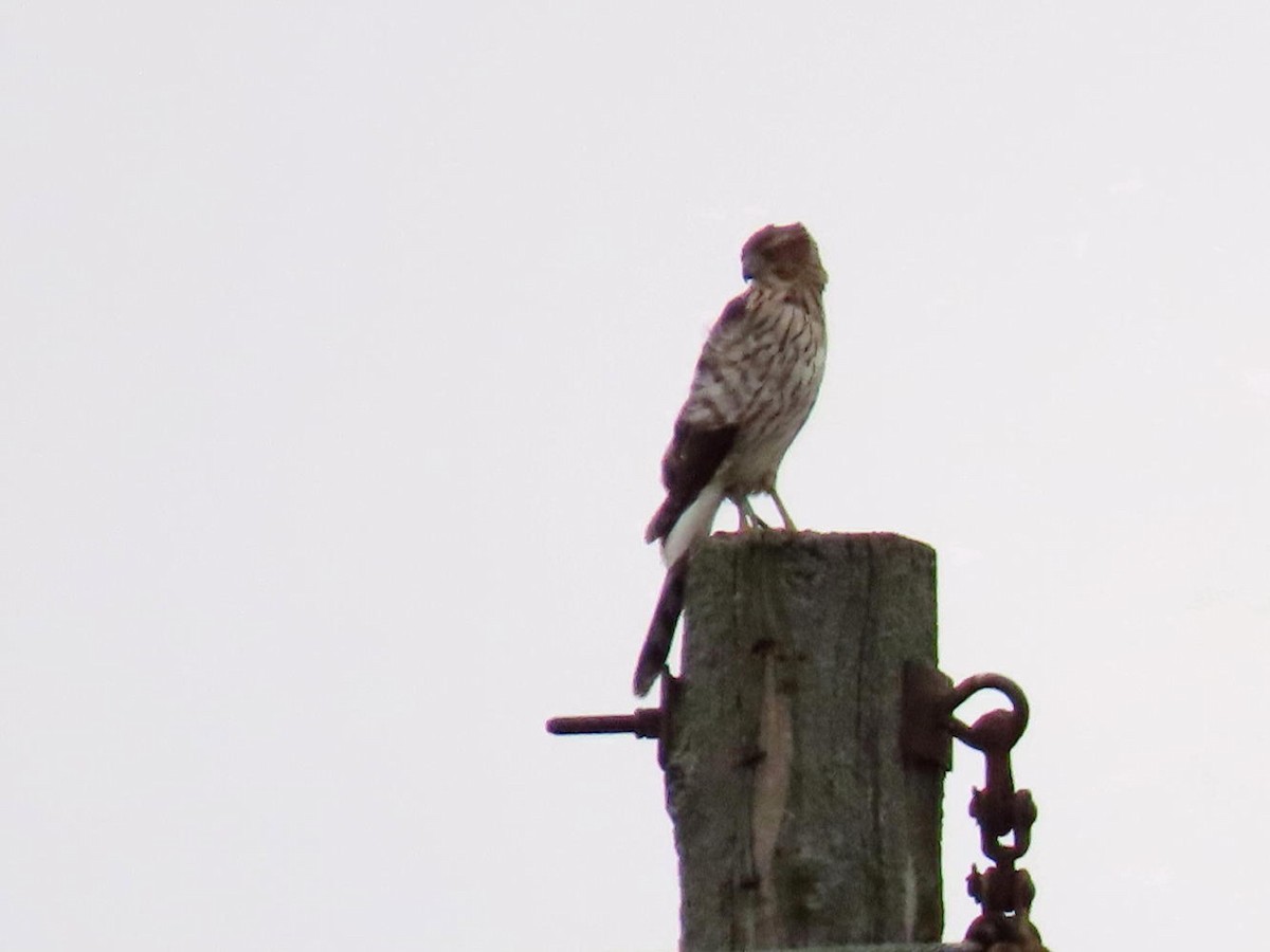 Cooper's Hawk - ML623854001