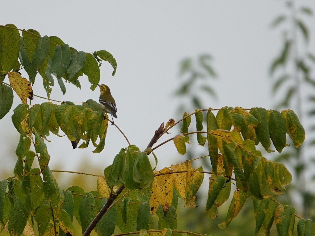 Cape May Warbler - ML623854002