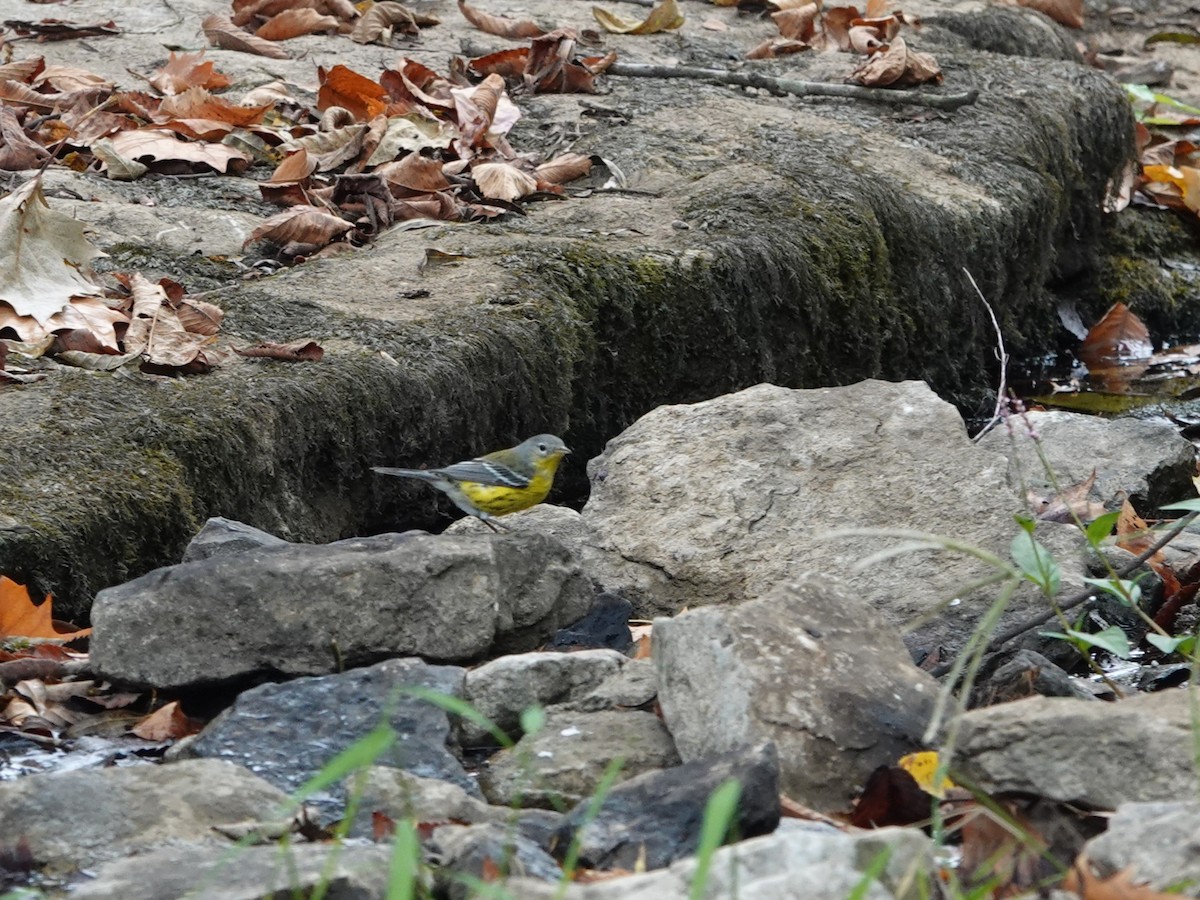 Magnolia Warbler - ML623854005