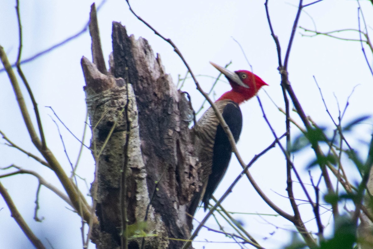 Robust Woodpecker - ML623854008