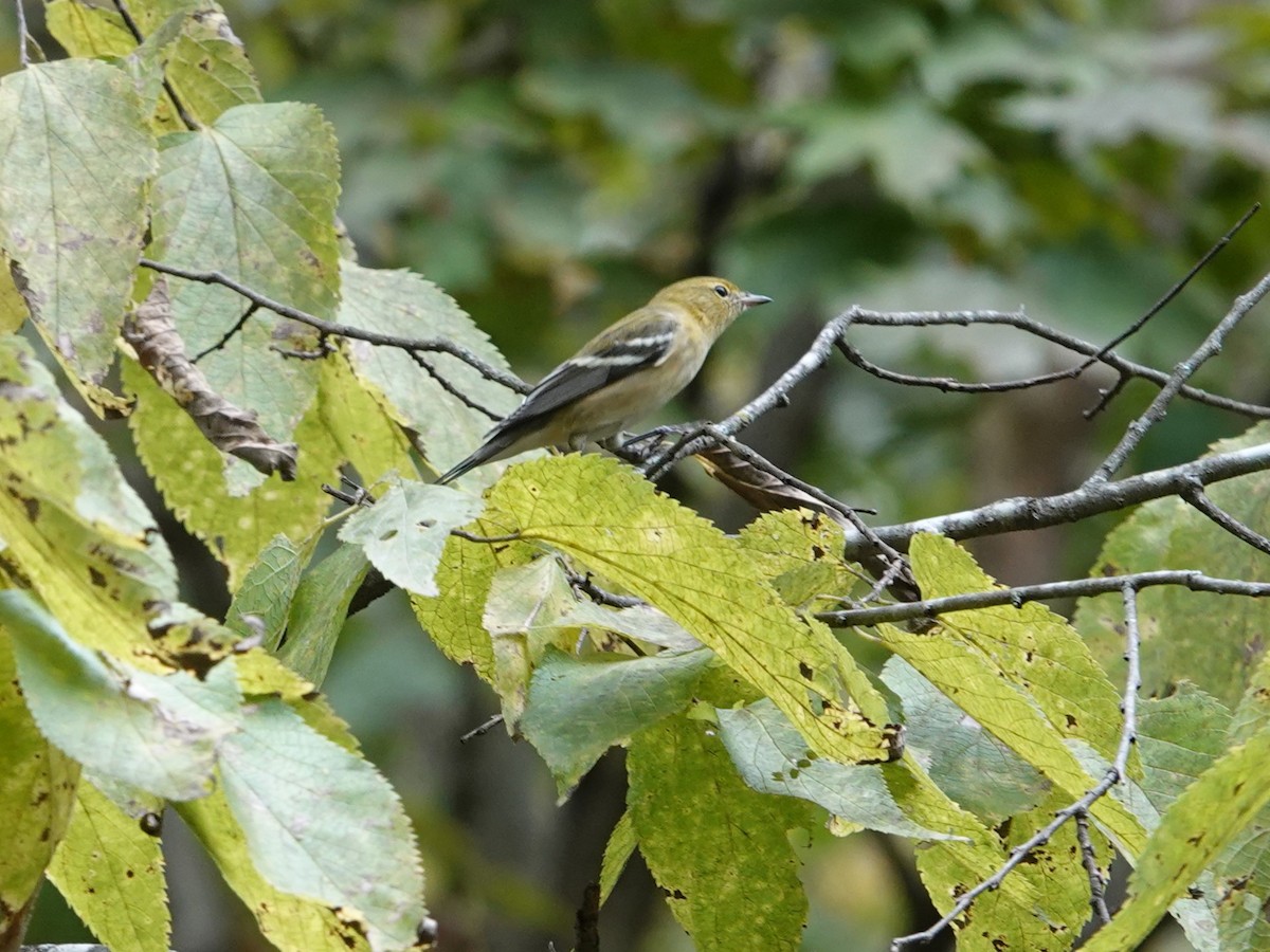 Bay-breasted Warbler - ML623854040