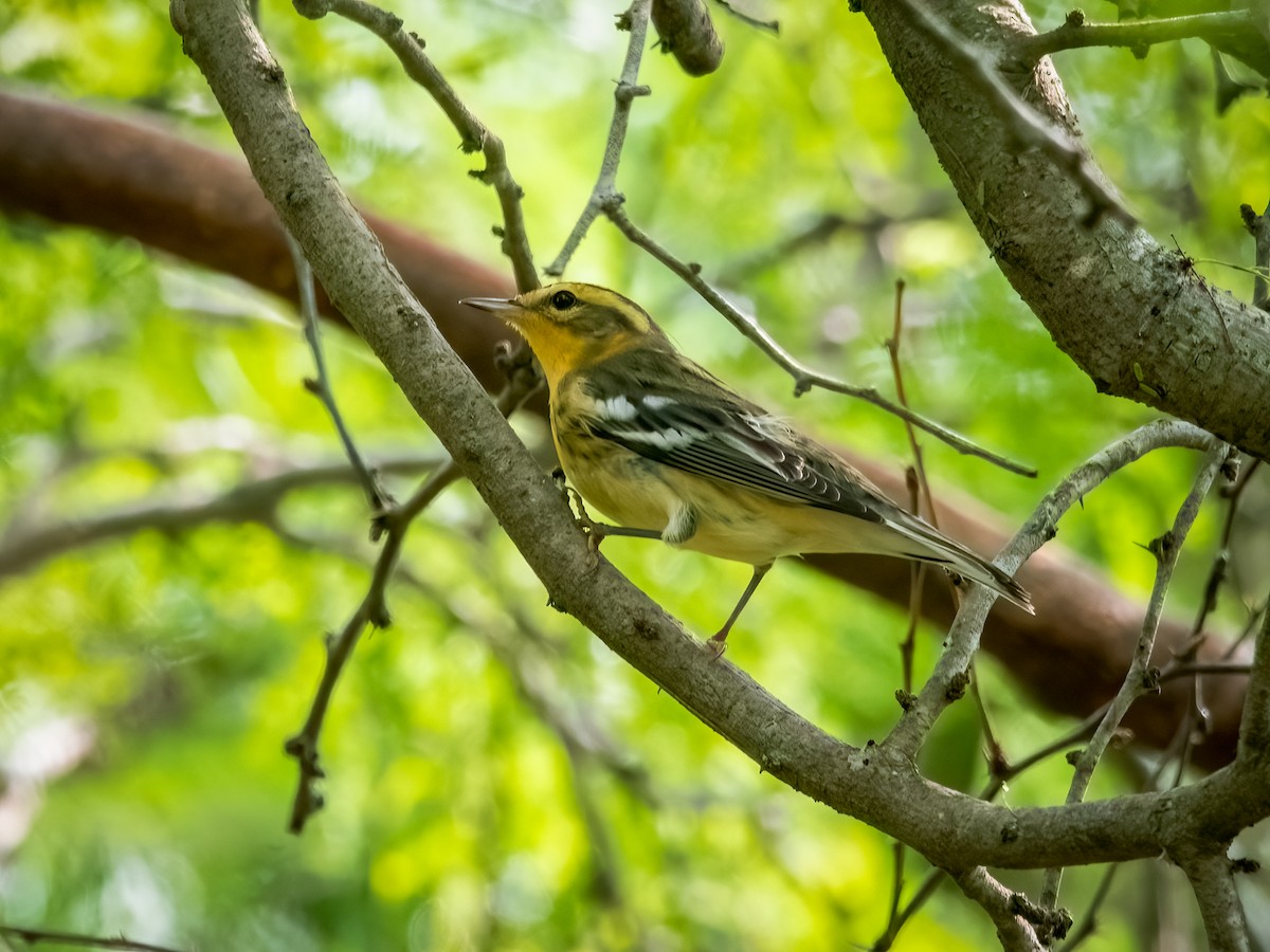 Blackburnian Warbler - ML623854041