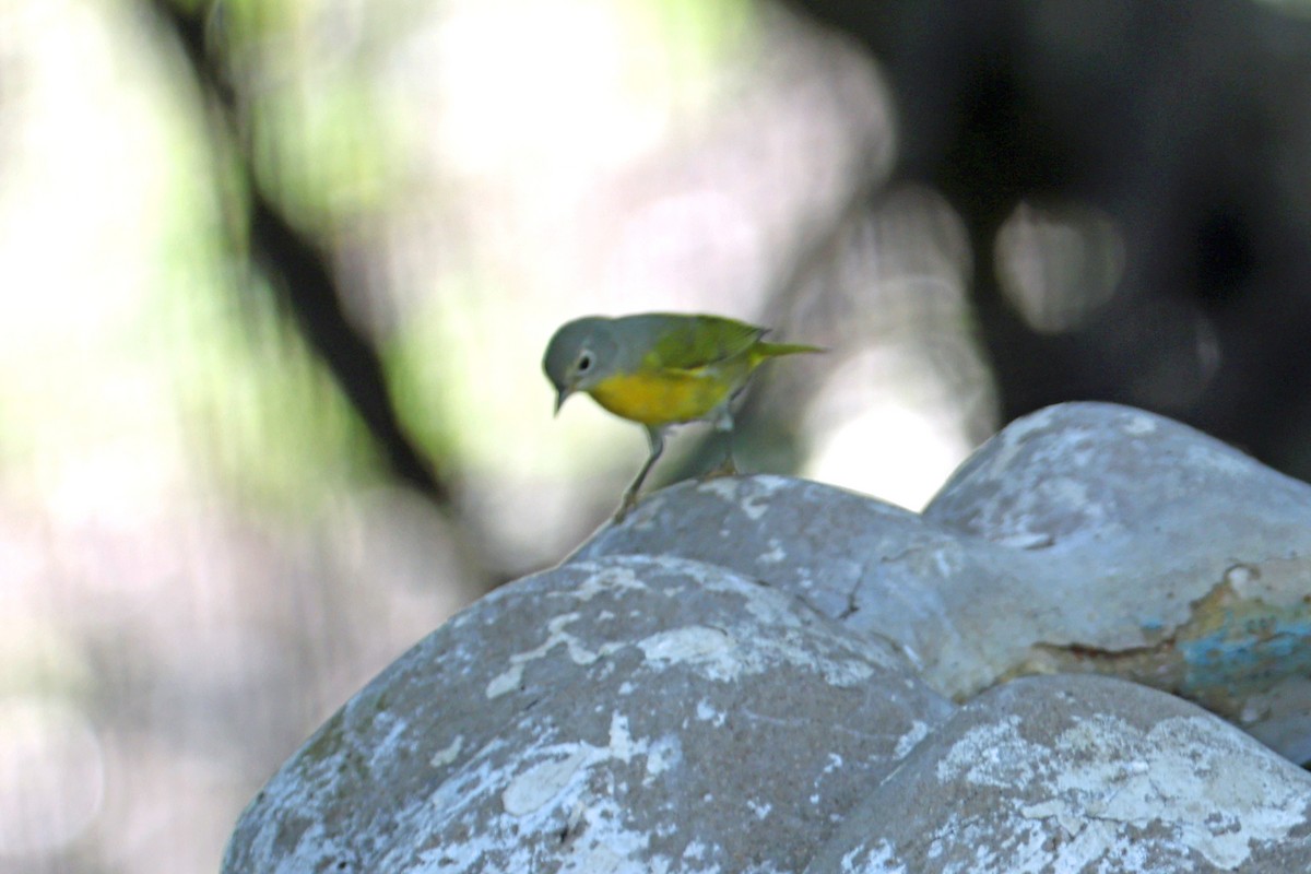 Nashville Warbler - ML623854044