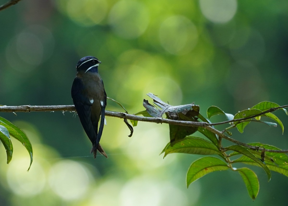 Whiskered Treeswift - ML623854051