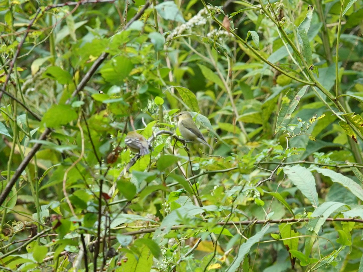 Tennessee Warbler - ML623854053