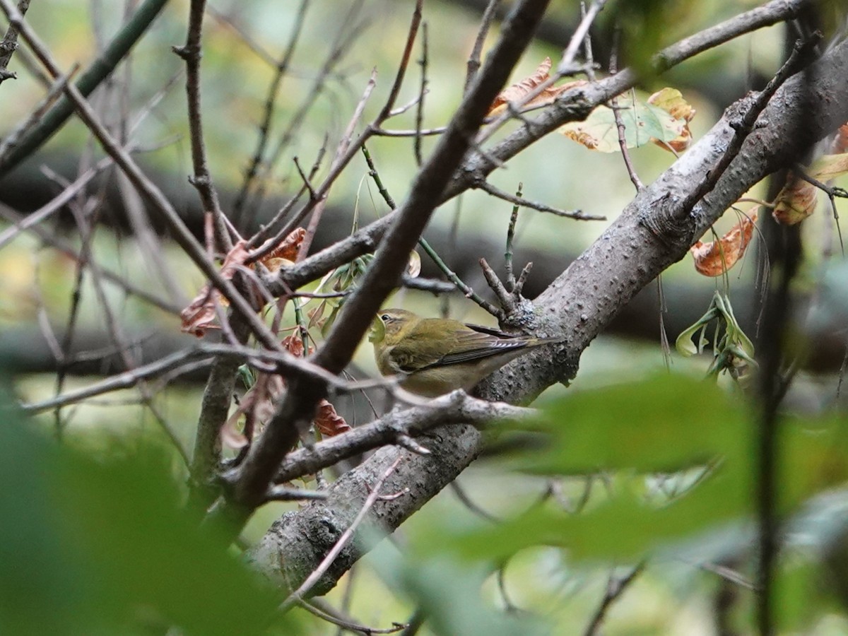 Tennessee Warbler - ML623854055