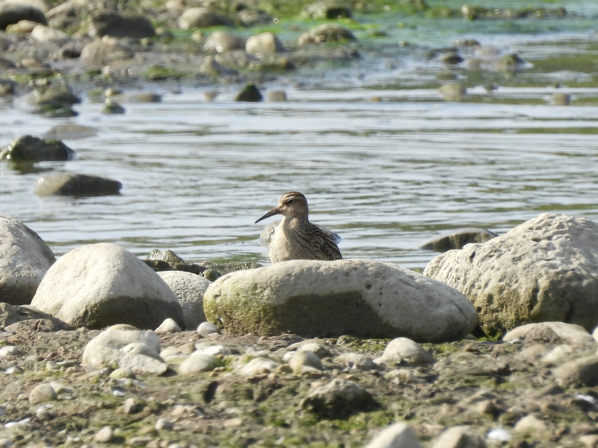 Pectoral Sandpiper - ML623854058