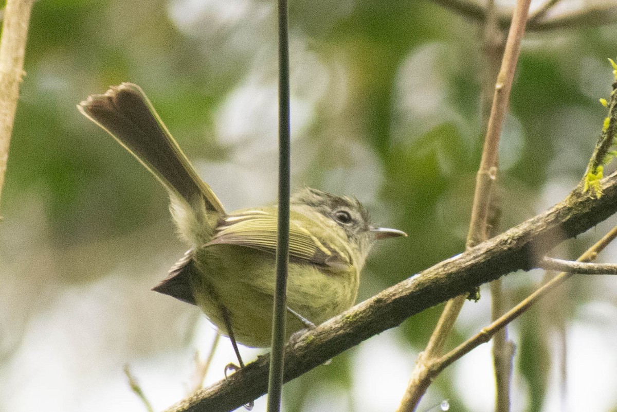 Mottle-cheeked Tyrannulet - ML623854059