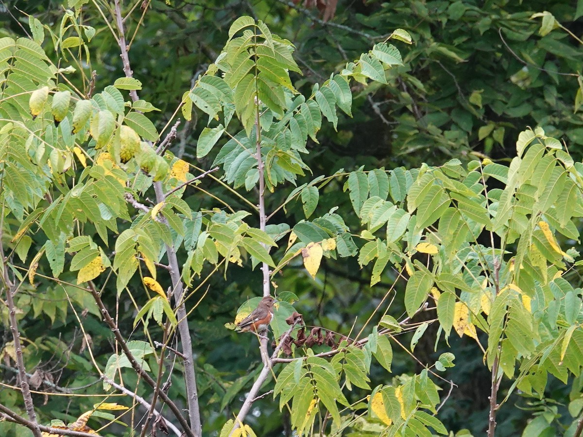 Eastern Towhee - ML623854065