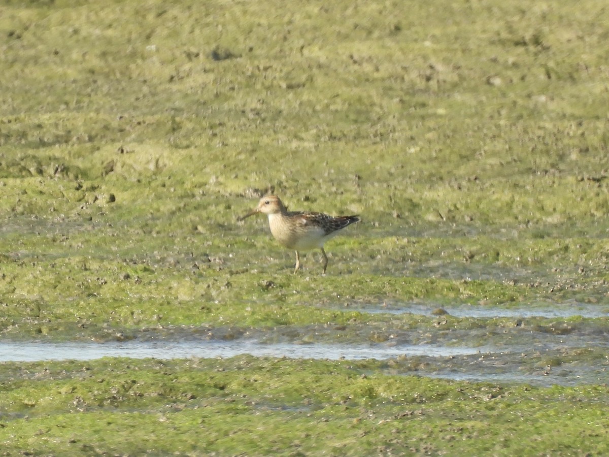 Pectoral Sandpiper - ML623854066