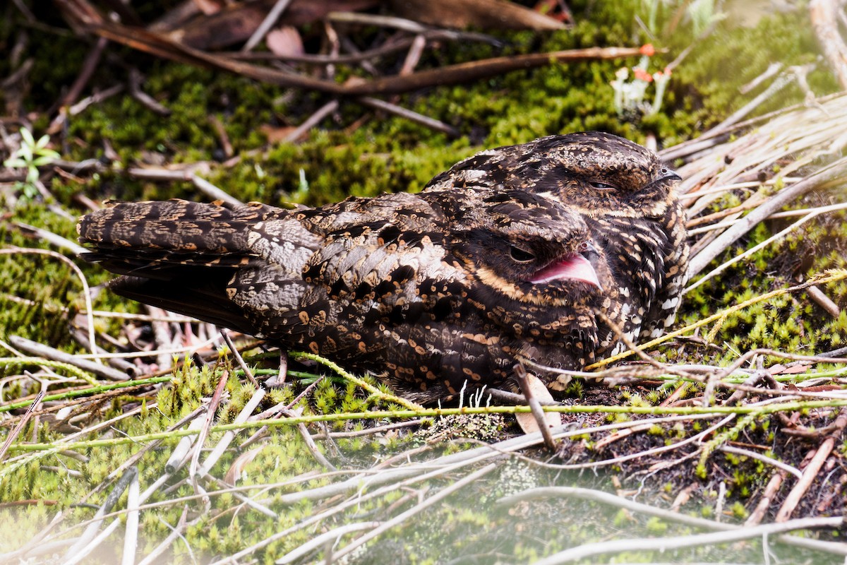 Diabolical Nightjar - ML623854072