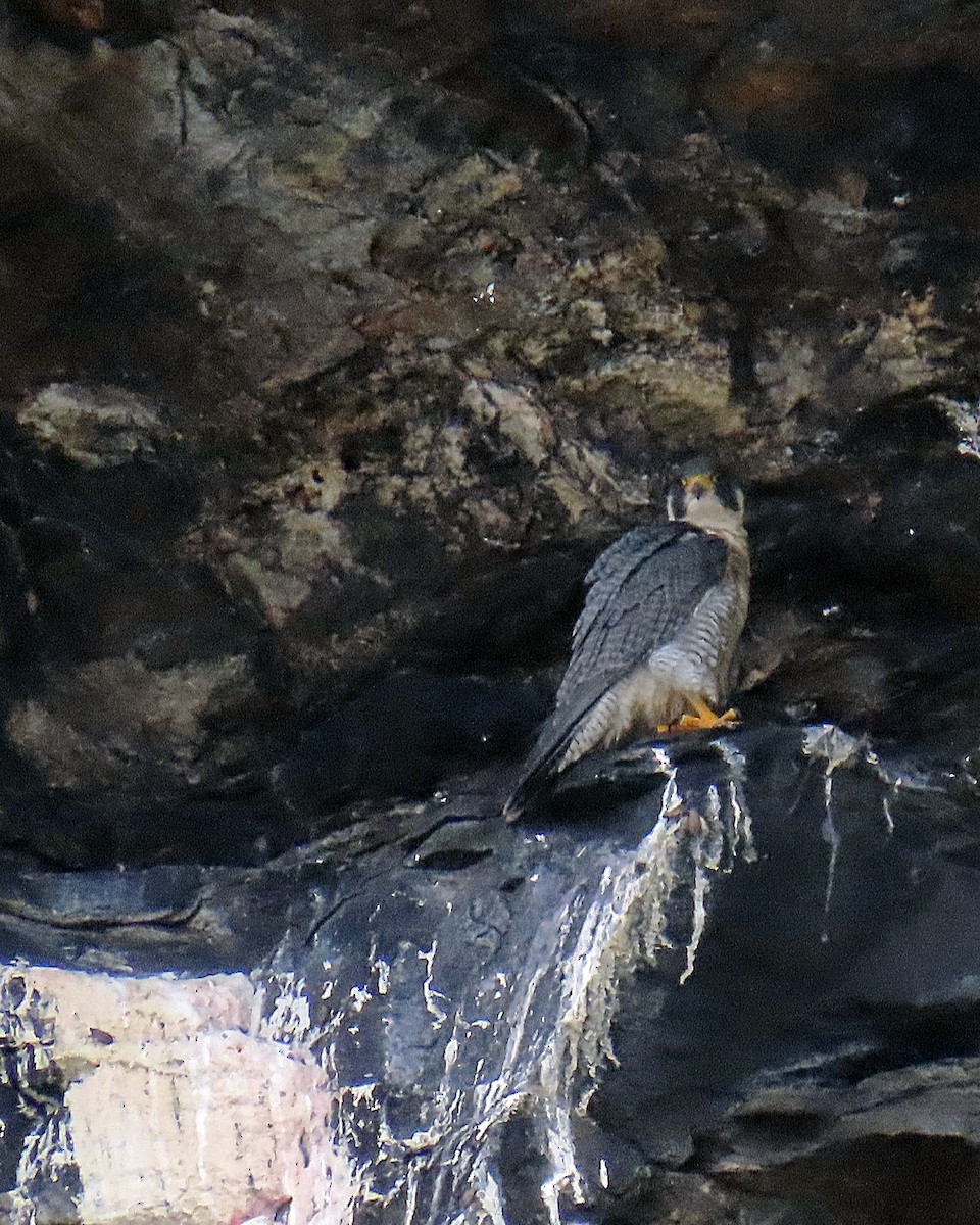 Peregrine Falcon - ML623854077