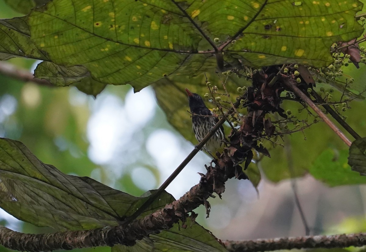 Ventriloquial Oriole - ML623854082