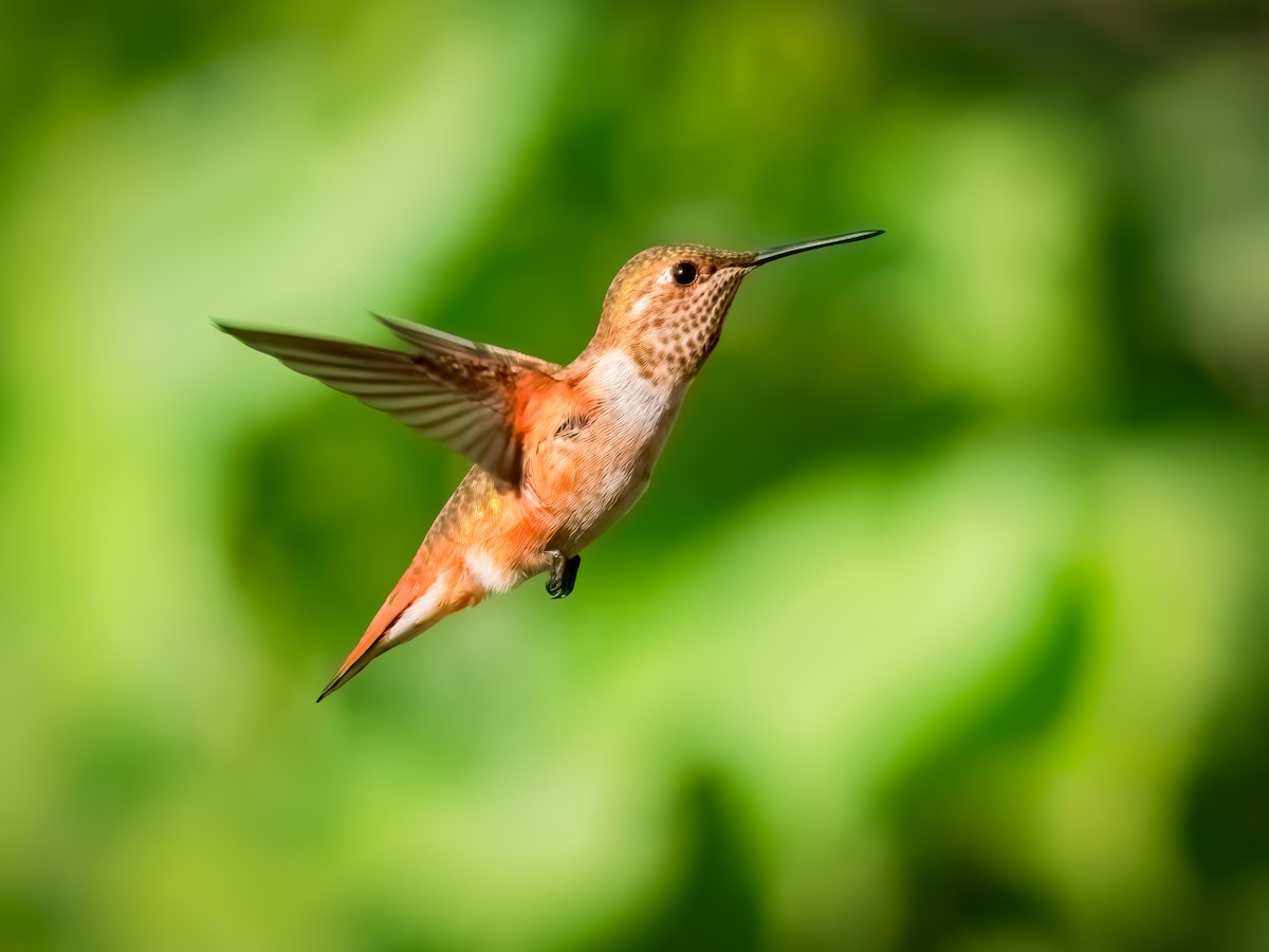 Rufous Hummingbird - ML623854085