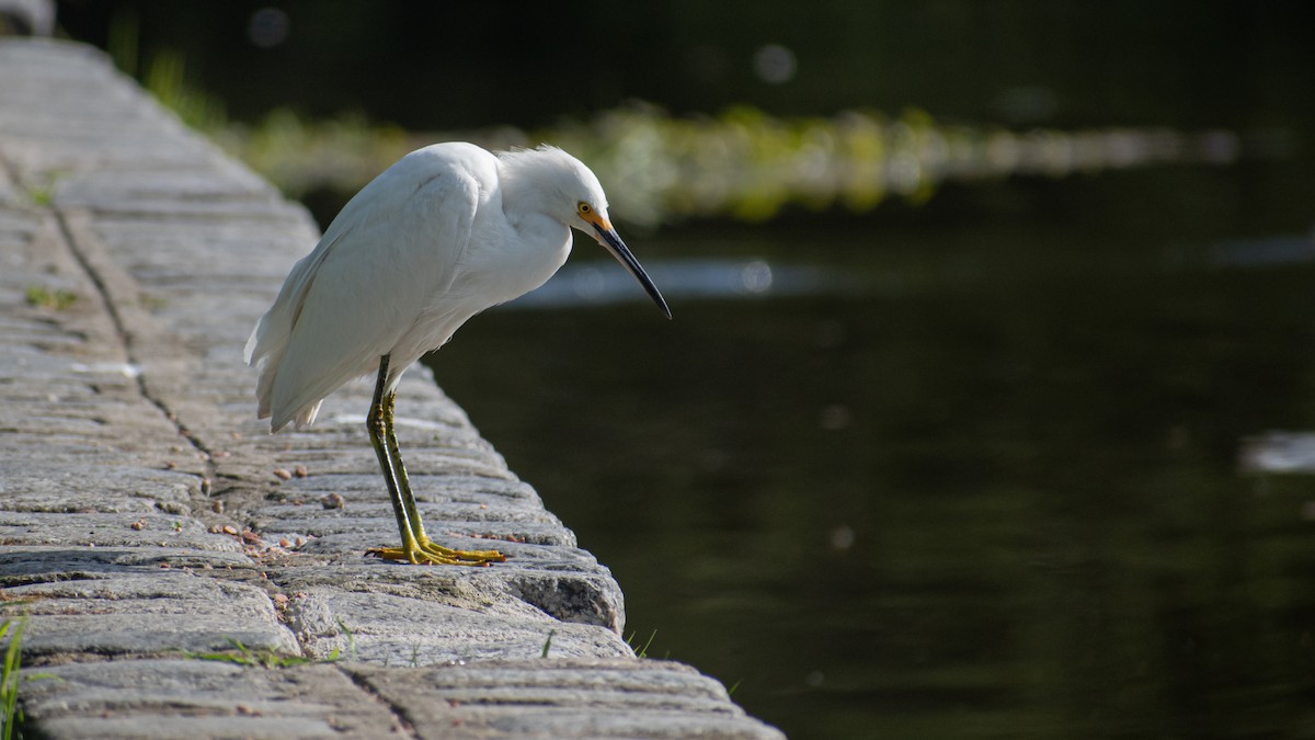 Snowy Egret - Ludmila Berrueta