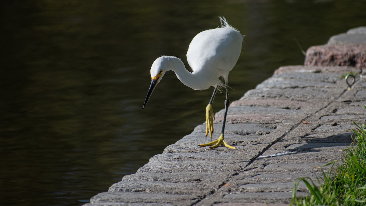 Snowy Egret - ML623854093