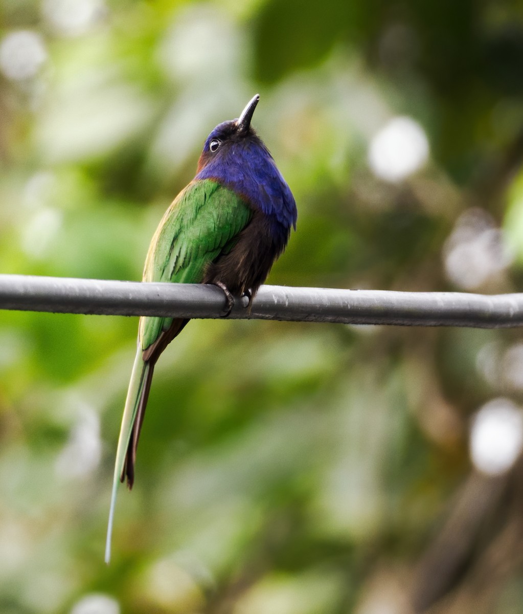 Purple-bearded Bee-eater - ML623854095