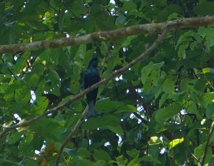 Bronzed Drongo - ML623854097