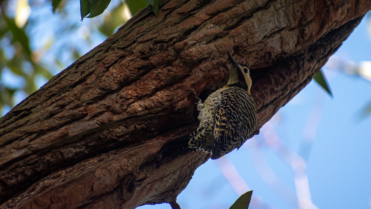 Green-barred Woodpecker - ML623854103