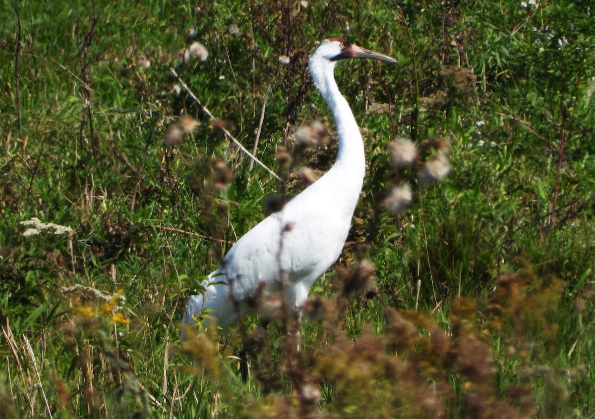 Whooping Crane - ML623854109