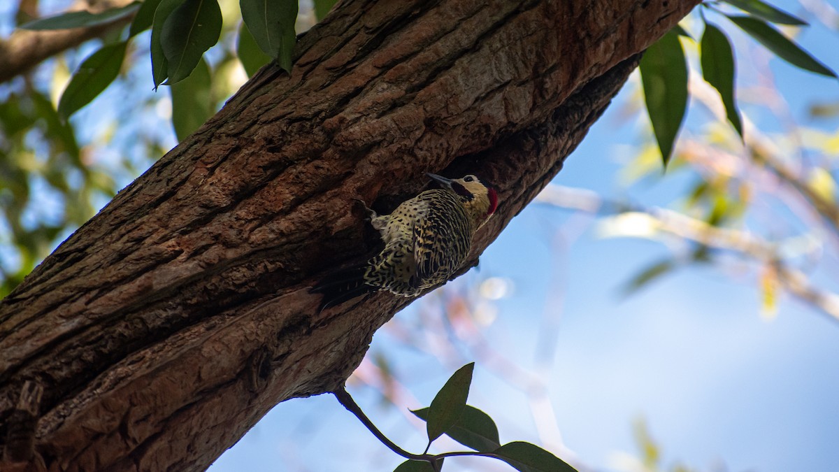 Green-barred Woodpecker - ML623854116