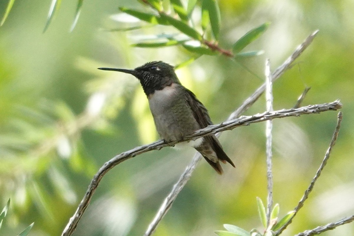 Ruby-throated Hummingbird - ML623854120