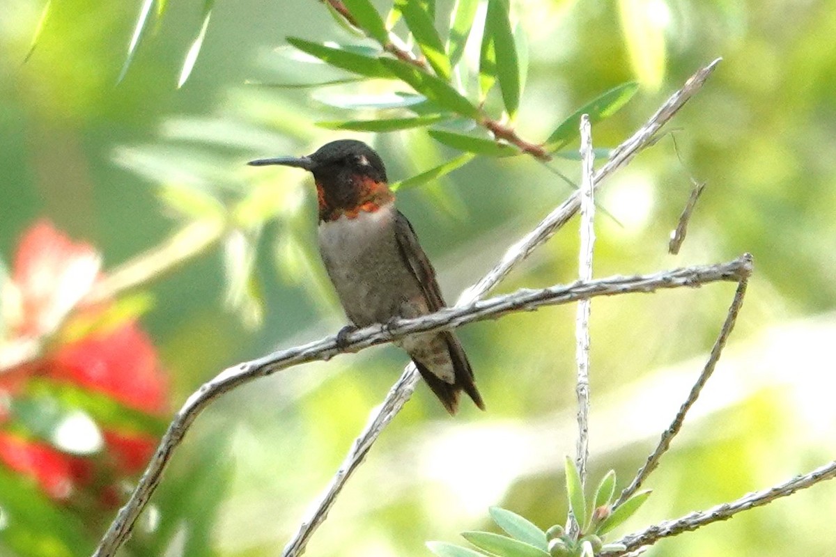 Ruby-throated Hummingbird - ML623854122