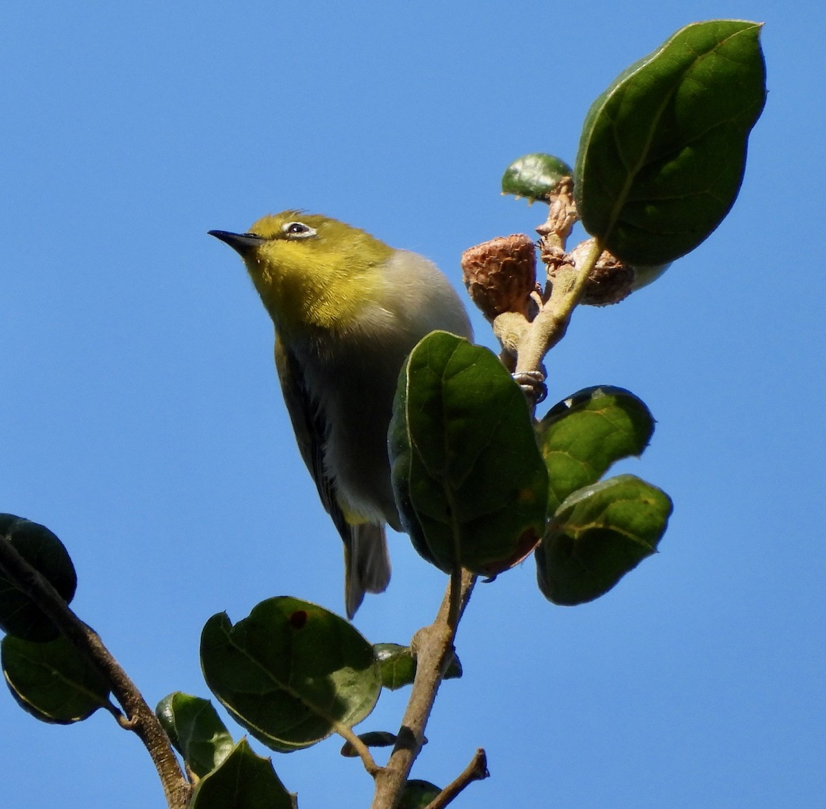 Swinhoe's White-eye - ML623854132