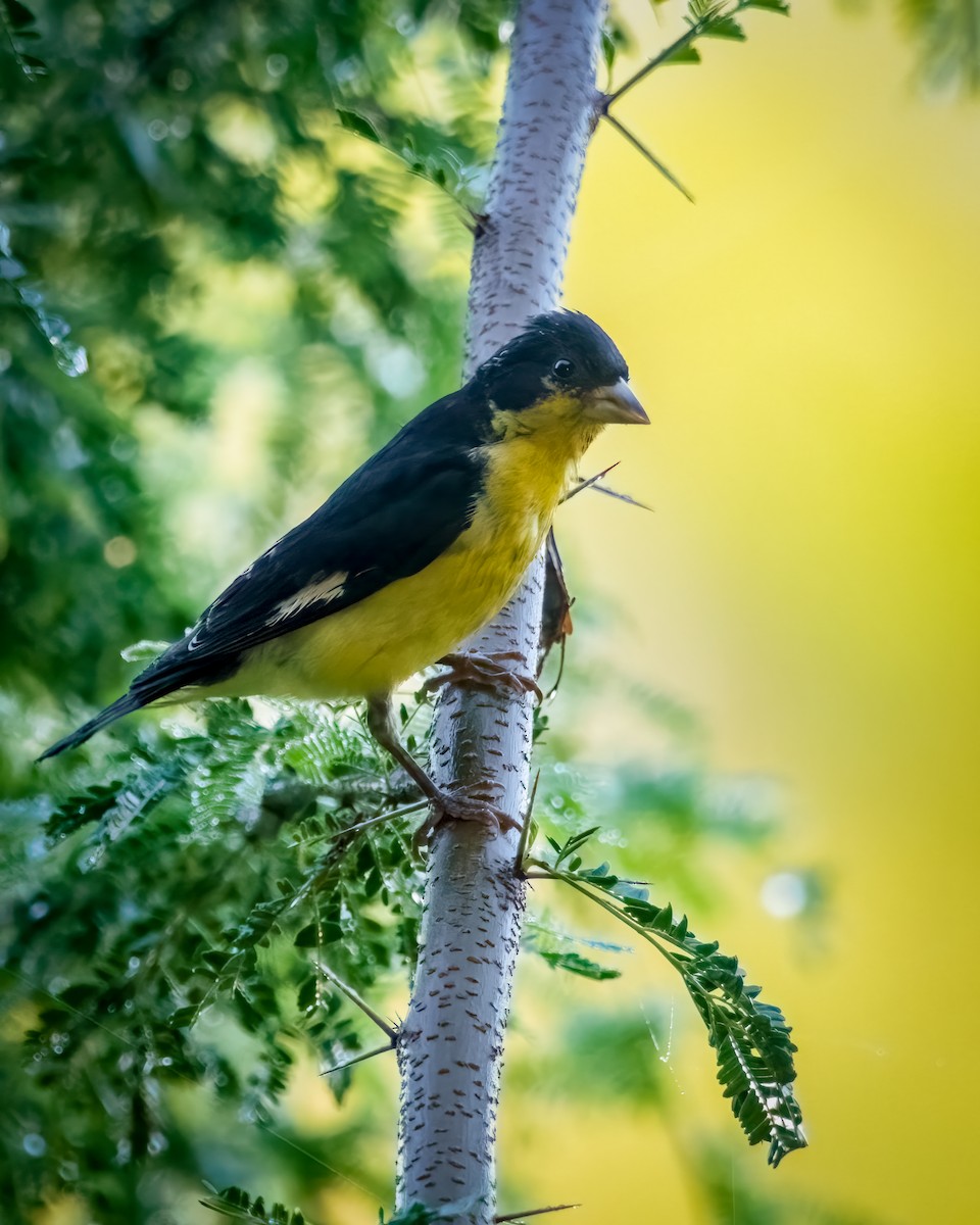 Lesser Goldfinch - ML623854151