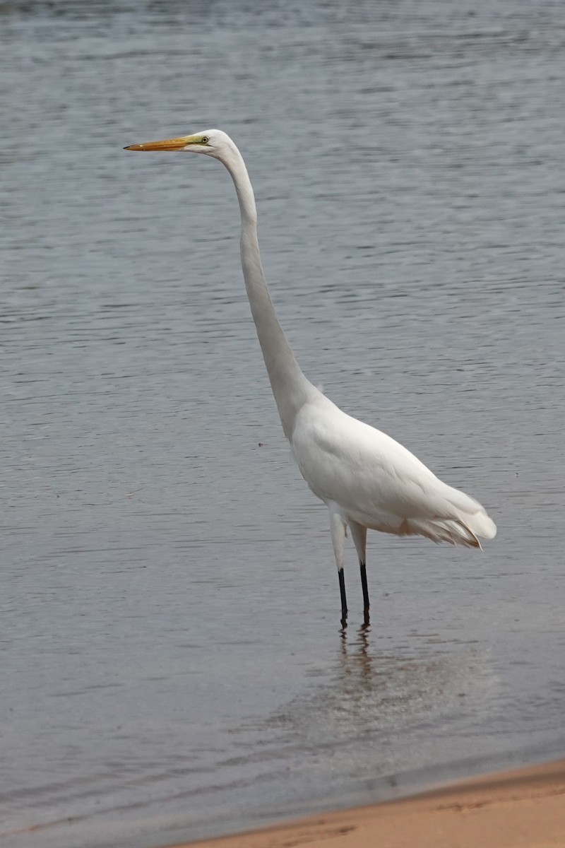 Great Egret - ML623854155